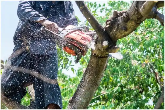 tree services Onancock